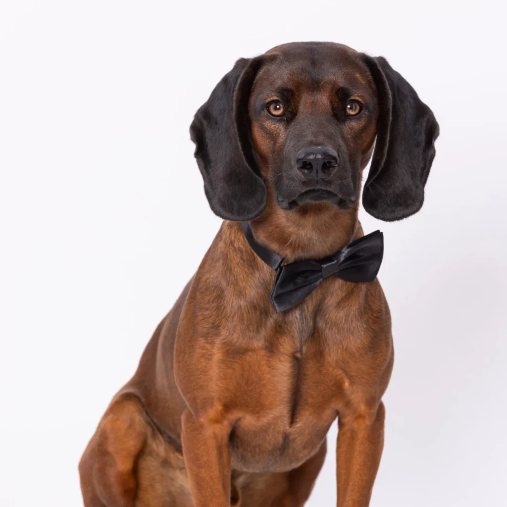 Kanzleihund Nepomuk – Anwaltskanzlei Schmid + Kollegen Kanzleihund Nepomuk der Anwaltskanzlei Schmid + Kollegen in Schwäbisch Gmünd